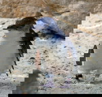 Granite Island Nature Park - Guided Penguin Tours - Accommodation Whitsundays