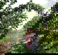Harben Vale Pick Your Own Cherries - Accommodation Whitsundays