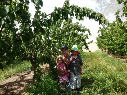 Harben Vale Pick Your Own Cherries - Accommodation Whitsundays 0