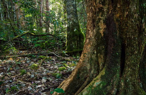 Hidden Treasure Track - Accommodation Whitsundays 0