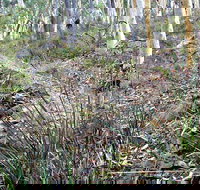 Historic Water Race Walking Track - Accommodation Whitsundays