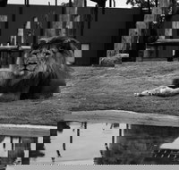 Hunter Valley Zoo - Accommodation Whitsundays