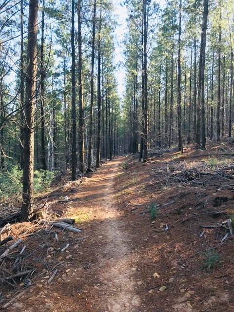 Mountain Bike Trails Tumbarumba - Accommodation Whitsundays 1