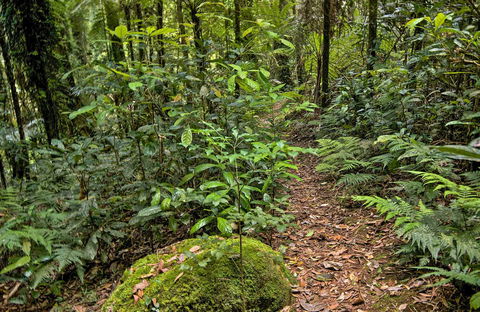 Red Cedar Loop - Accommodation Whitsundays 0