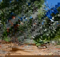 Scorpion Trail Kalamunda Mountain Bike Trails - Accommodation Whitsundays