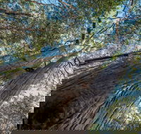 Wallumatta Nature Reserve - Accommodation Whitsundays