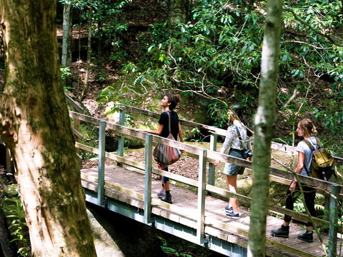 Watagans National Park - Accommodation Whitsundays 0