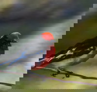 Weddin Bird Trails - Accommodation Whitsundays