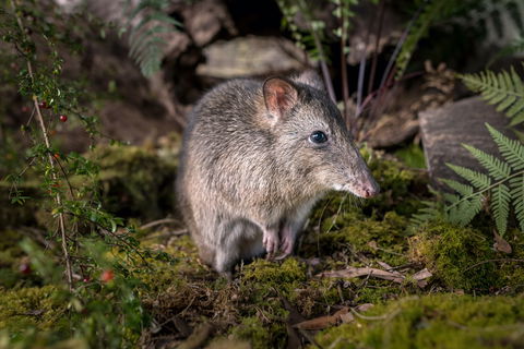 Wildlife Wonders - Accommodation Whitsundays 0