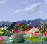 Blue Lotus Water Garden - Accommodation Whitsundays