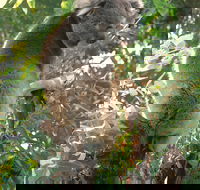 Caversham Wildlife Park - Accommodation Whitsundays