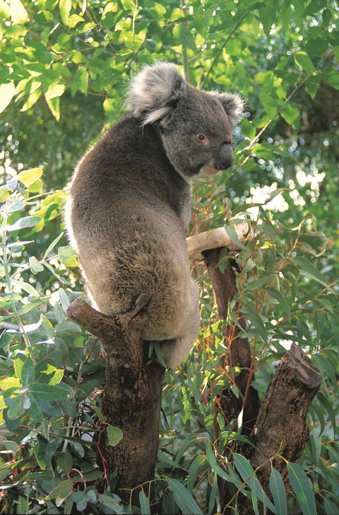 Caversham Wildlife Park - Accommodation Whitsundays 0