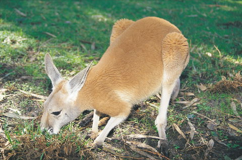 Caversham Wildlife Park - Accommodation Whitsundays 1