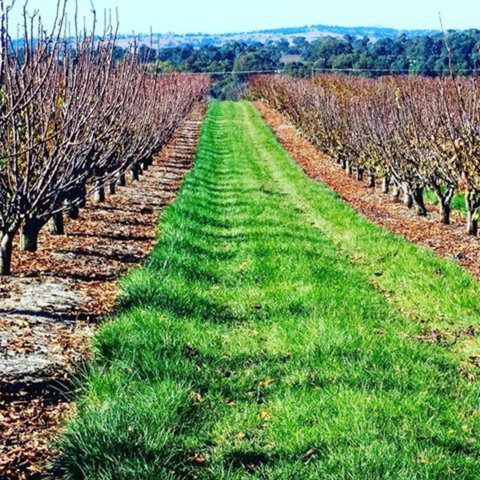 Hall Family Orchards - Accommodation Whitsundays 0