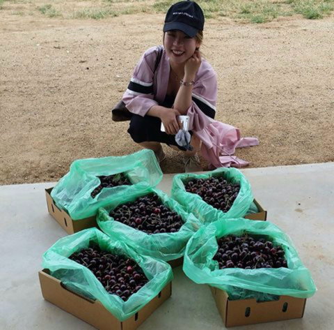 Hall Family Orchards - Accommodation Whitsundays 1