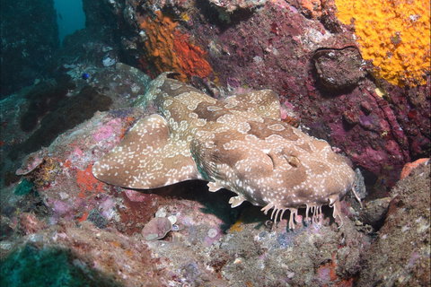 Hanging Rock Dive Site - Accommodation Whitsundays 1