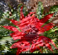 Inverawe Native Gardens - Accommodation Whitsundays