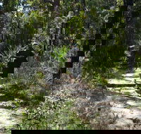 Karloo Walking Track - Accommodation Whitsundays