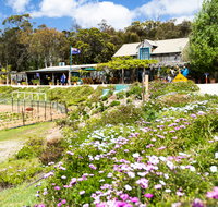 Kate's Berry Farm - Accommodation Whitsundays