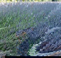 Melton - Accommodation Whitsundays