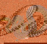 Red Desert Reptiles - Accommodation Whitsundays