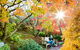 The Blue Mountains Botanic Garden, Mount Tomah - thumb 0