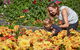 The Blue Mountains Botanic Garden, Mount Tomah - thumb 1