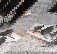 The Patriarch Wildlife Sanctuary - Accommodation Whitsundays