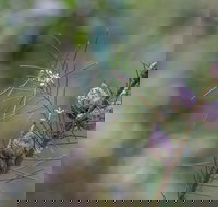 Wallumatta Loop Trail - Accommodation Whitsundays