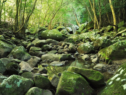 Wodi Wodi Walking Track - Accommodation Whitsundays 0