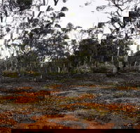 Woylie Walk Dryandra Woodland - Accommodation Whitsundays