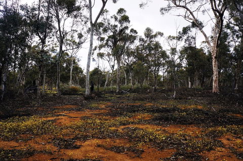 Woylie Walk, Dryandra Woodland - Accommodation Whitsundays 0