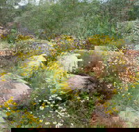 Ben Hall's Cave Walking Track - Accommodation Whitsundays