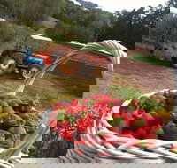 Blue Hills Berries and Cherries - Accommodation Whitsundays