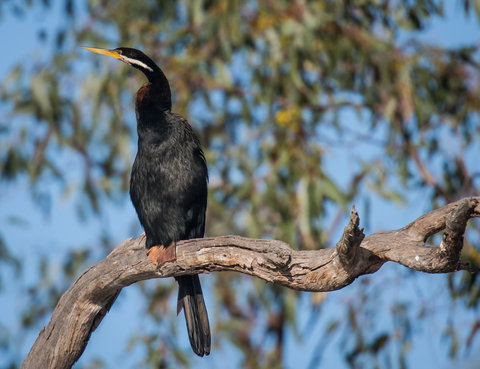 Greenough River Nature Trail - Accommodation Whitsundays 0