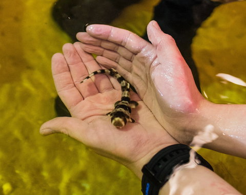 Irukandji Shark And Ray Encounters - Accommodation Whitsundays 0