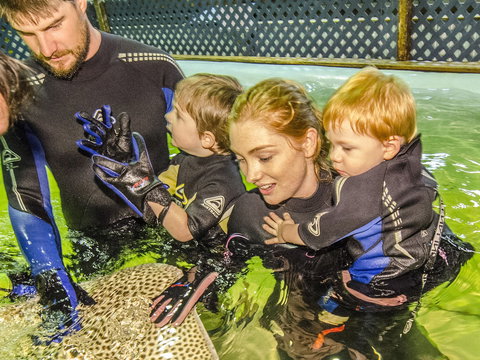 Irukandji Shark And Ray Encounters - Accommodation Whitsundays 1