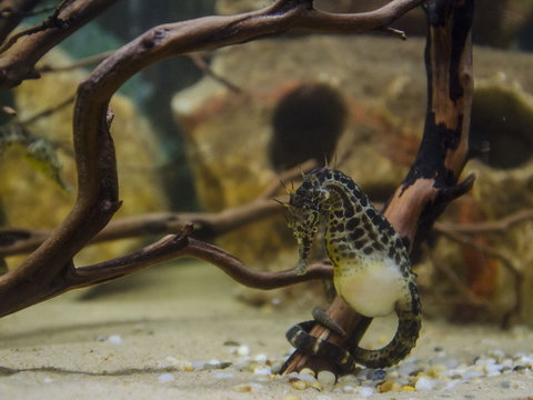 Irukandji Shark And Ray Encounters - Accommodation Whitsundays 2