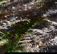 Langwarrin Flora and Fauna Reserve Walking Trails - Accommodation Whitsundays