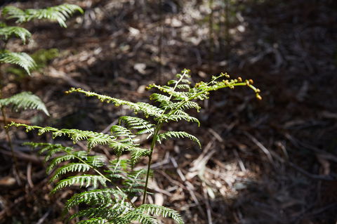 Langwarrin Flora And Fauna Reserve Walking Trails - Accommodation Whitsundays 0