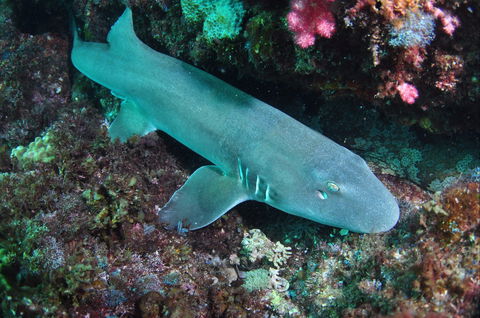 Middle Reef Dive Site - Accommodation Whitsundays 0