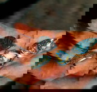 Opalton - Accommodation Whitsundays