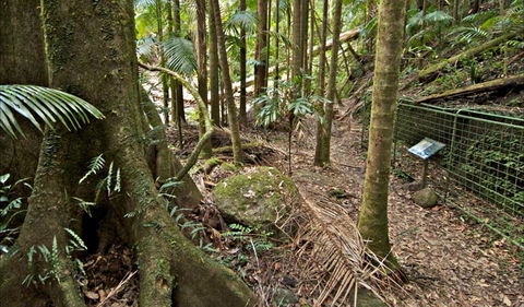Palm Forest Walking Track - Accommodation Whitsundays 0