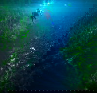 Piccaninnie Ponds Conservation Park - Accommodation Whitsundays