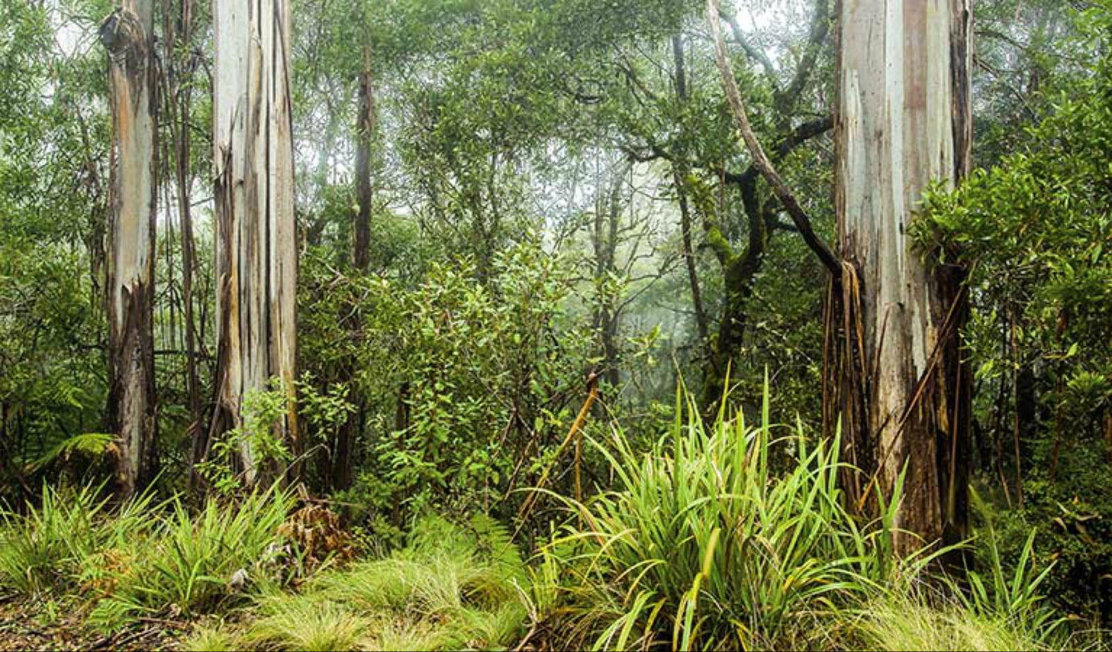 Upper Eden Creek NSW Accommodation Whitsundays