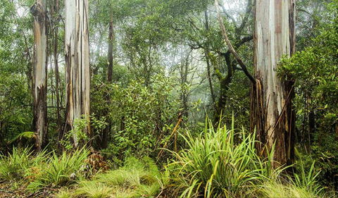 Rosewood Loop - Accommodation Whitsundays 0