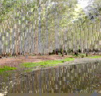 Wonga Wetlands - Accommodation Whitsundays