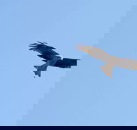 Yanga Lake Red Gum Bird Hide - Accommodation Whitsundays