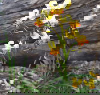 Dawn Atwell Nature Reserve - Accommodation Whitsundays