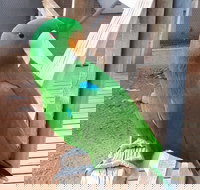 Eyre Reptile  Wildlife Park - Accommodation Whitsundays